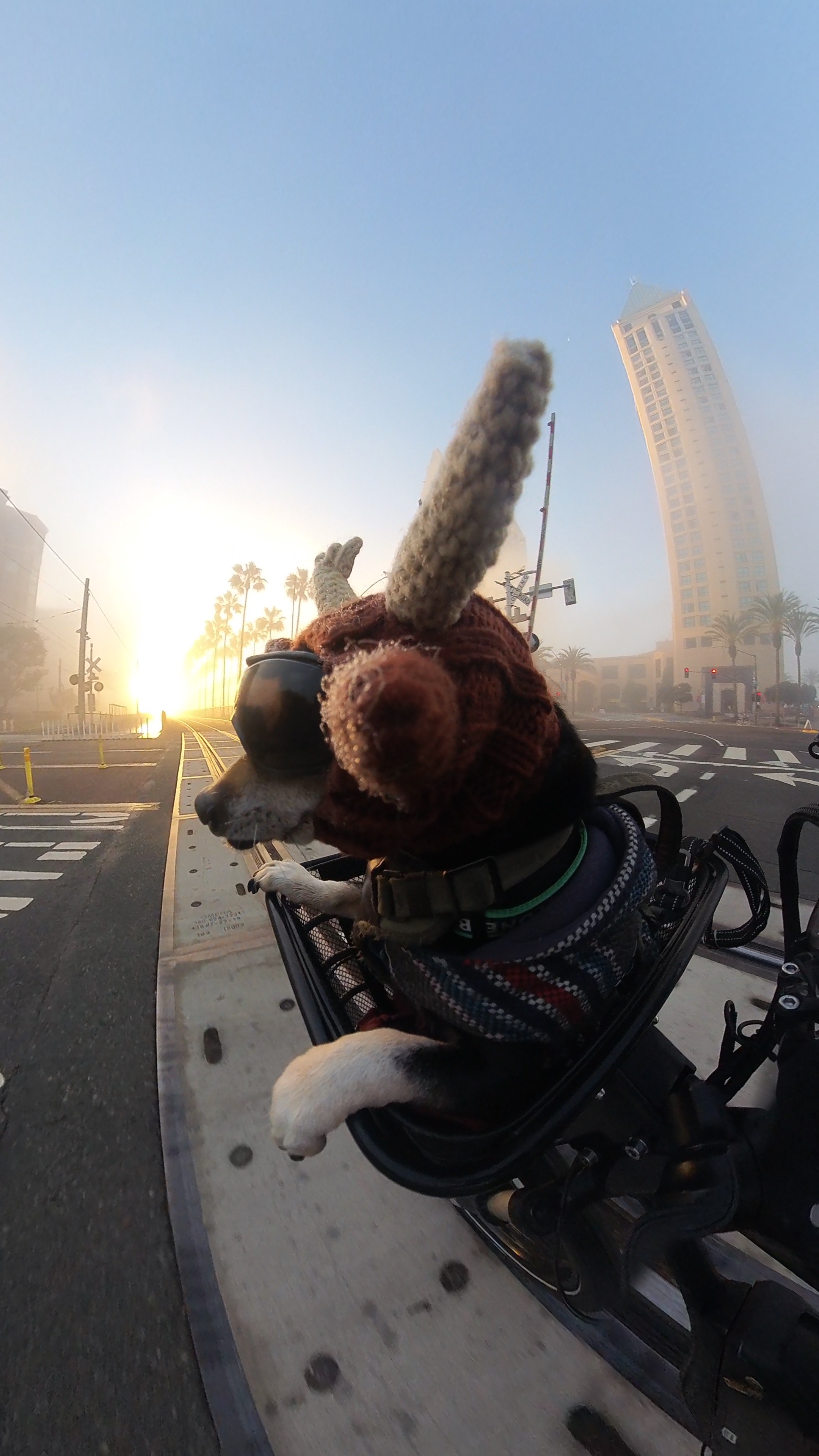 Oso in the basket, downtown San Diego
